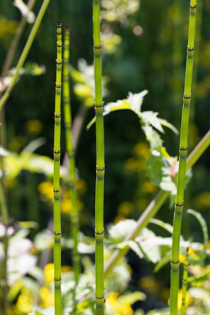 Jardin Botanique de la Bastide-045